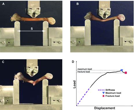 biomechanics bending testing machine|3 point bending bone testing.